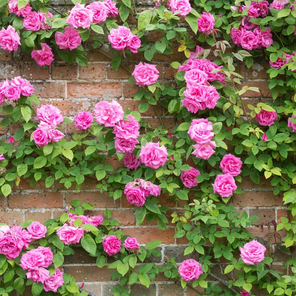 Brighter Blooms Zephirine Drouhin Climbing Rose 1 Brighter Blooms Zephirine Drouhin Climbing Rose