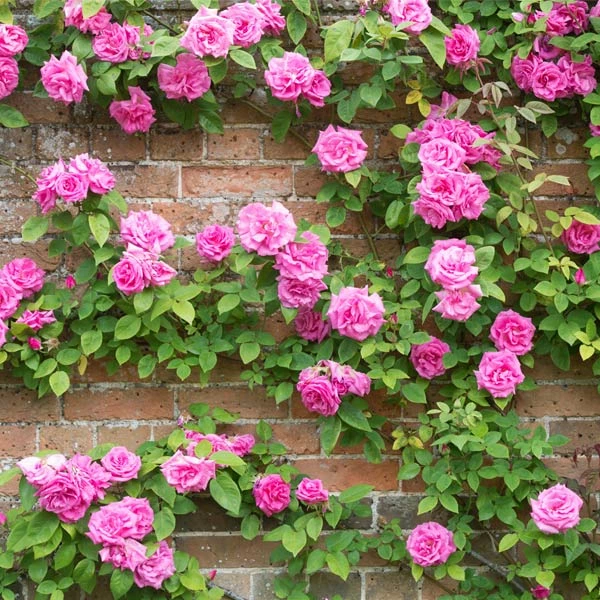 Brighter Blooms Zephirine Drouhin Climbing Rose 2 Brighter Blooms Zephirine Drouhin Climbing Rose