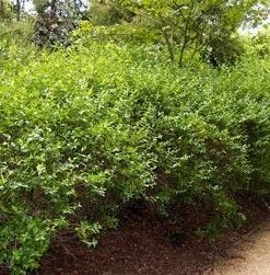 Brighter Blooms Edward Goucher Abelia Shrub 9 Brighter Blooms Edward Goucher Abelia Shrub