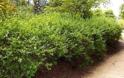 Brighter Blooms Edward Goucher Abelia Shrub 4 Brighter Blooms Edward Goucher Abelia Shrub