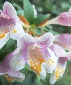 Brighter Blooms Edward Goucher Abelia Shrub 8 Brighter Blooms Edward Goucher Abelia Shrub