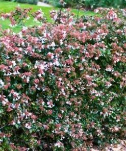 Brighter Blooms Edward Goucher Abelia Shrub 10 Brighter Blooms Edward Goucher Abelia Shrub