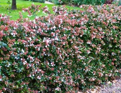 Brighter Blooms Edward Goucher Abelia Shrub 5 Brighter Blooms Edward Goucher Abelia Shrub