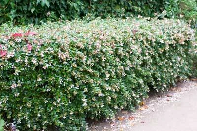 Brighter Blooms Edward Goucher Abelia Shrub 2 Brighter Blooms Edward Goucher Abelia Shrub