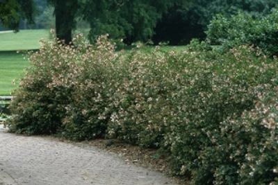 Brighter Blooms Little Richard Abelia Shrub Shrubs & Hedges 2 Brighter Blooms Little Richard Abelia Shrub Shrubs & Hedges