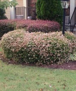Brighter Blooms Edward Goucher Abelia Shrub 11 Brighter Blooms Edward Goucher Abelia Shrub