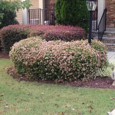 Brighter Blooms Edward Goucher Abelia Shrub 6 Brighter Blooms Edward Goucher Abelia Shrub