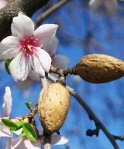 Brighter Blooms NE Plus Almond Tree