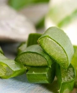 Brighter Blooms Aloe Vera Plant House & Patio