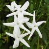 Brighter Blooms Angel Wing Jasmine Shrub