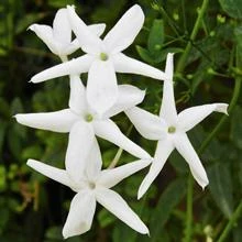 Brighter Blooms Angel Wing Jasmine Shrub