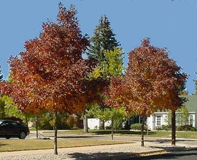 Brighter Blooms Shade Trees Autumn Purple Ash Tree 3 Brighter Blooms Shade Trees Autumn Purple Ash Tree
