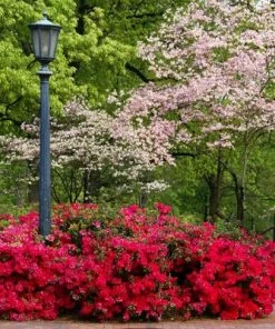 Brighter Blooms Coral Bells Azalea