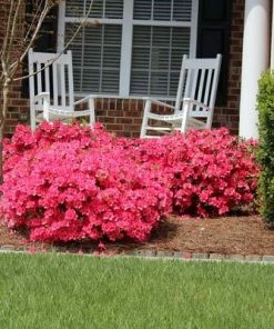 Brighter Blooms Coral Bells Azalea
