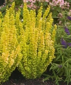 Brighter Blooms Sunjoy Golden Pillar Barberry Shrub Shrubs & Hedges