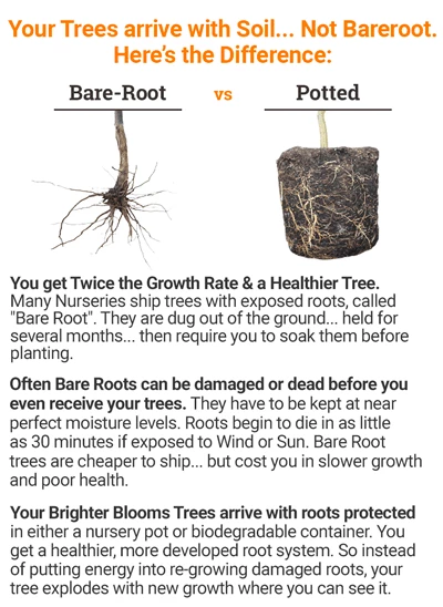 Brighter Blooms American Red Maple Tree 4 Brighter Blooms American Red Maple Tree