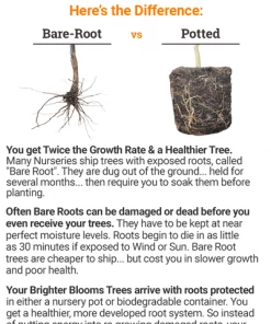 Brighter Blooms Azurri Blue Satin® Rose Of Sharon Althea Tree Flowering Trees