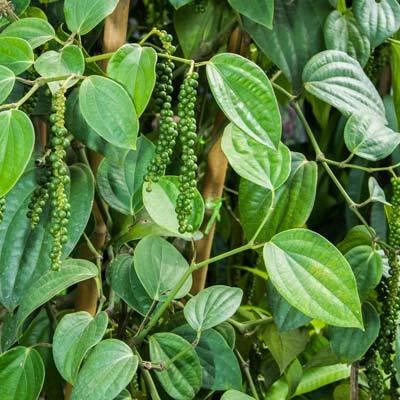 Brighter Blooms Fruit Trees Black Pepper Plant 3 Brighter Blooms Fruit Trees Black Pepper Plant