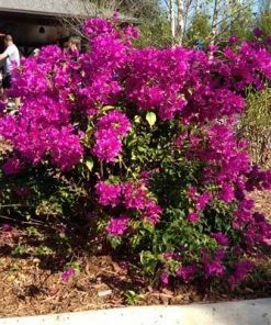 Brighter Blooms Purple Queen Bougainvillea Shrub 11 Brighter Blooms Purple Queen Bougainvillea Shrub