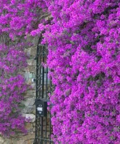 Brighter Blooms Purple Queen Bougainvillea Shrub 8 Brighter Blooms Purple Queen Bougainvillea Shrub