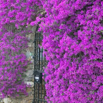 Brighter Blooms Purple Queen Bougainvillea Shrub 3 Brighter Blooms Purple Queen Bougainvillea Shrub