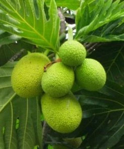 Brighter Blooms Breadfruit Tree