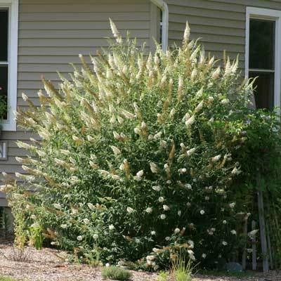 Brighter Blooms Shrubs & Hedges White Profusion Butterfly Bush 3 Brighter Blooms Shrubs & Hedges White Profusion Butterfly Bush