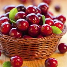 Brighter Blooms Cranberry Bushes Stevens Cranberry Bush