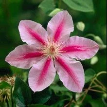 Brighter Blooms Bee's Jubilee Clematis Vine