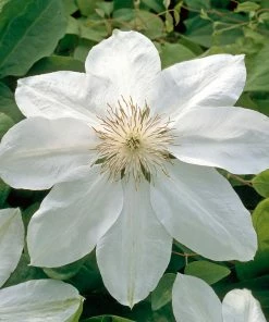 Brighter Blooms Henryi Clematis Vine