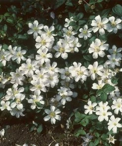 Brighter Blooms Henryi Clematis Vine