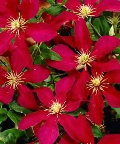 Brighter Blooms Niobe Clematis Vine