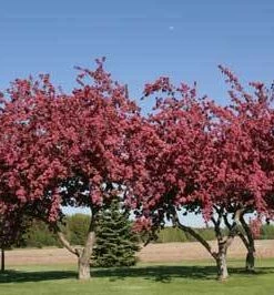 Brighter Blooms Flowering Trees Profusion Crabapple Tree 7 Brighter Blooms Flowering Trees Profusion Crabapple Tree