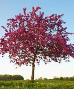Brighter Blooms Flowering Trees Profusion Crabapple Tree 8 Brighter Blooms Flowering Trees Profusion Crabapple Tree