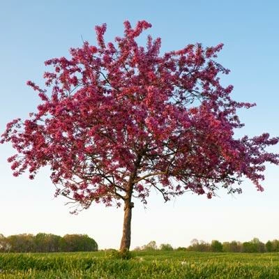 Brighter Blooms Flowering Trees Profusion Crabapple Tree 4 Brighter Blooms Flowering Trees Profusion Crabapple Tree