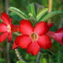 Brighter Blooms Desert Rose Adenium Shrub