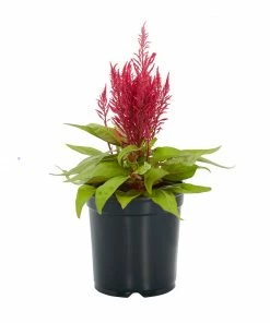 No Warranty New Annuals Dragon's Breath® Celosia