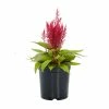 No Warranty New Annuals Dragon's Breath® Celosia