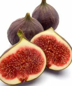 Brighter Blooms Texas Everbearing Fig Tree Fruit Trees