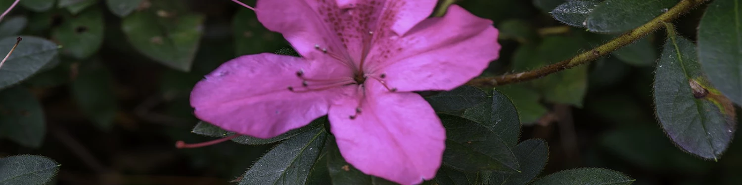 BrighterBlooms Sales -BrighterBlooms Sales hengfu1