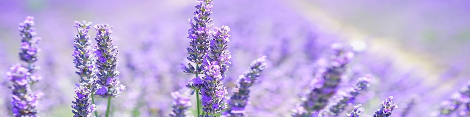 BrighterBlooms Sales -BrighterBlooms Sales hengfu2