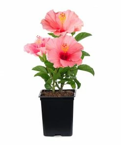 Brighter Blooms First Lady™ Hollywood Hibiscus 5 Brighter Blooms First Lady™ Hollywood Hibiscus