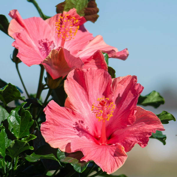 Brighter Blooms First Lady™ Hollywood Hibiscus 1 Brighter Blooms First Lady™ Hollywood Hibiscus