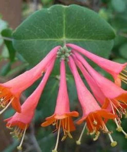 Brighter Blooms Scarlet Honeysuckle Vine