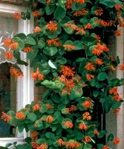Brighter Blooms Scarlet Honeysuckle Vine