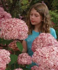 Brighter Blooms Invincibelle Spirit Hydrangea Shrub Shrubs & Hedges