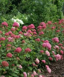 Brighter Blooms Invincibelle Spirit Hydrangea Shrub Shrubs & Hedges