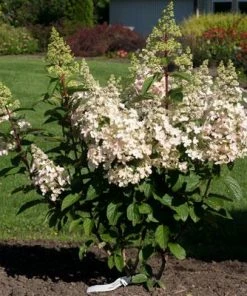 NO WARRANTY Candelabra™ Hydrangea Shrub