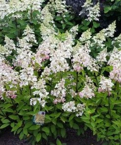 Brighter Blooms Shrubs & Hedges Candelabra™ Hydrangea Shrub 8 Brighter Blooms Shrubs & Hedges Candelabra™ Hydrangea Shrub