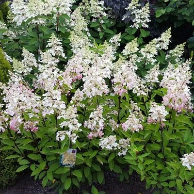 Brighter Blooms Shrubs & Hedges Candelabra™ Hydrangea Shrub 4 Brighter Blooms Shrubs & Hedges Candelabra™ Hydrangea Shrub